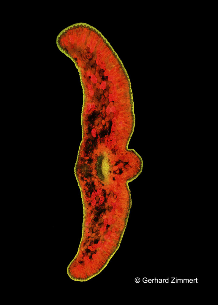 01_Japanische_Kopfeibe_klein