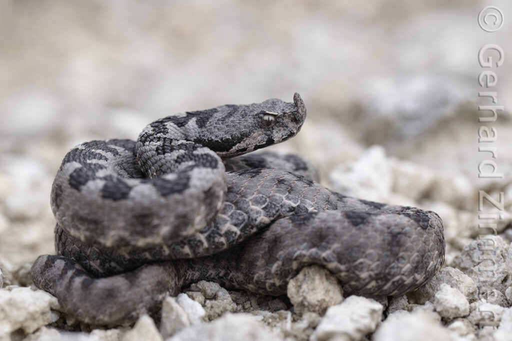 02_hornviper_web