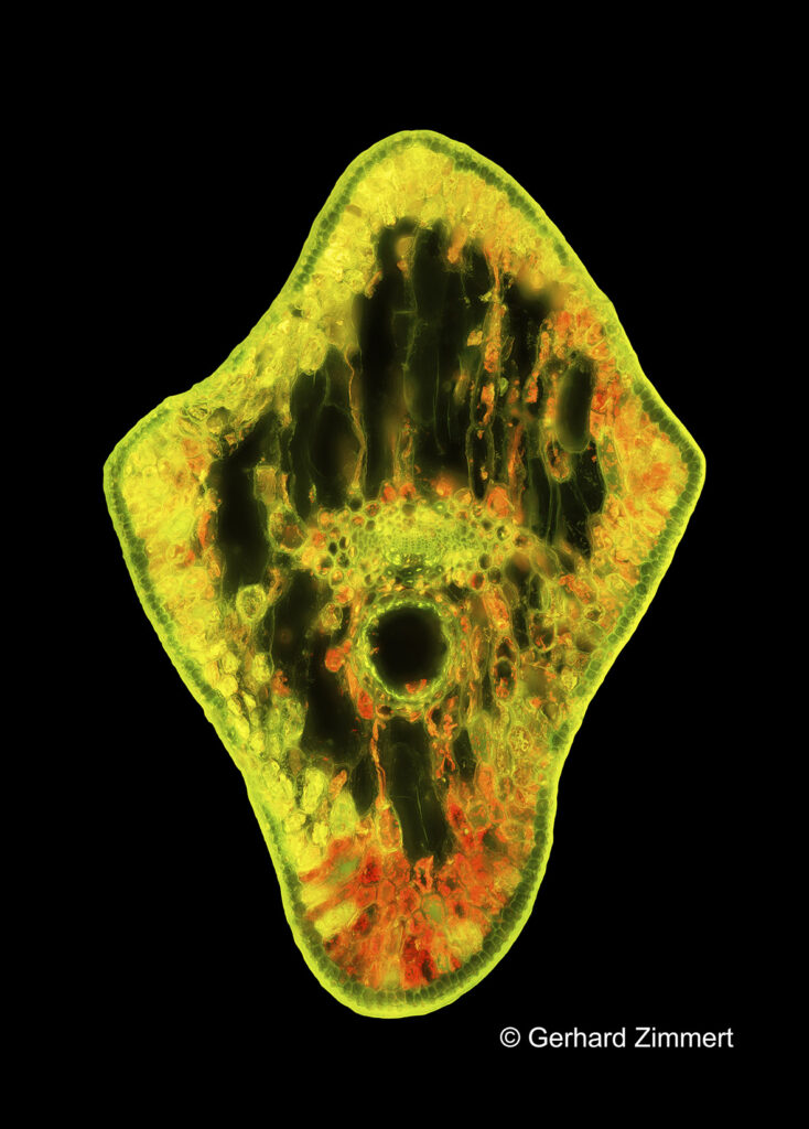05_Japanische_Sicheltanne_klein