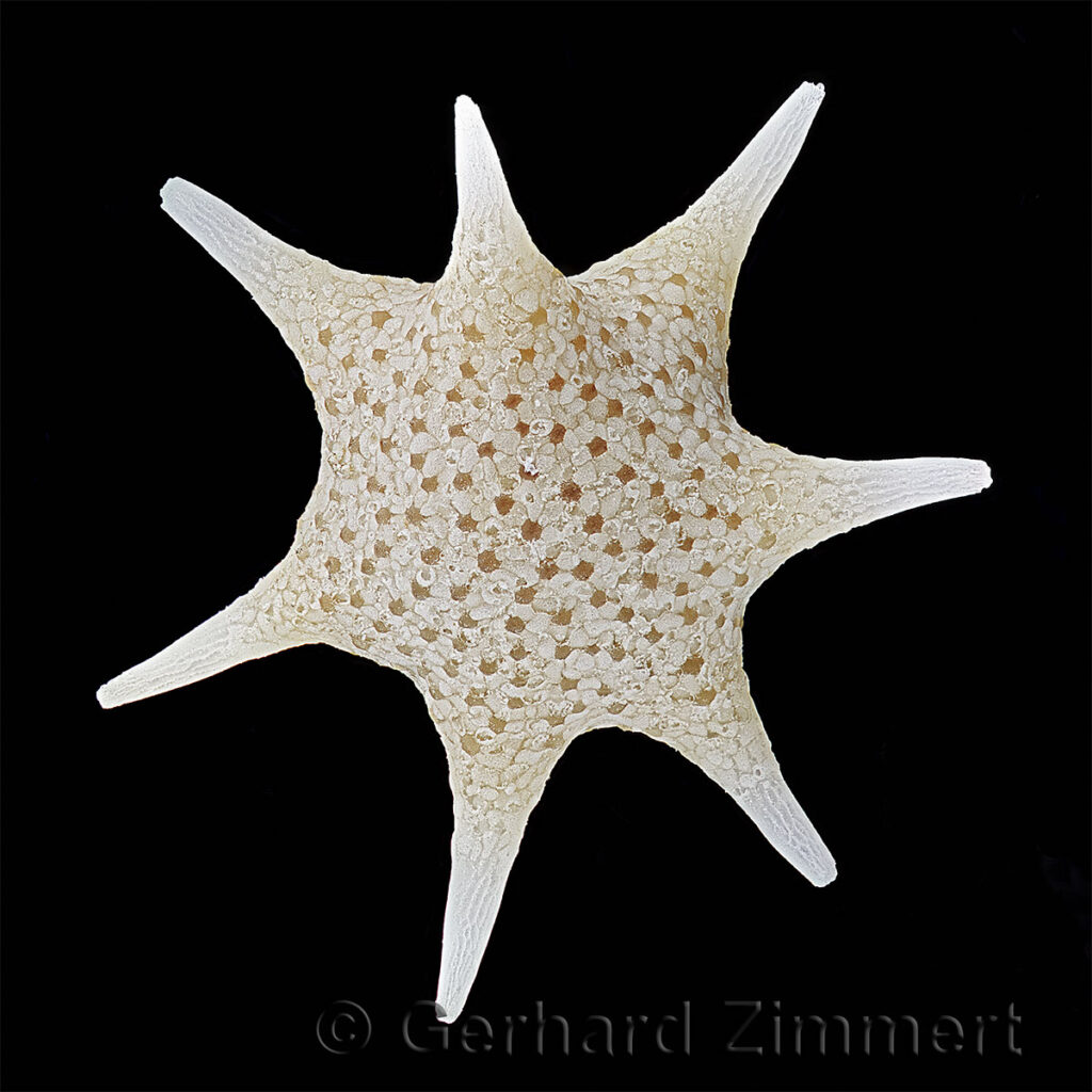 12_Sternensand_w