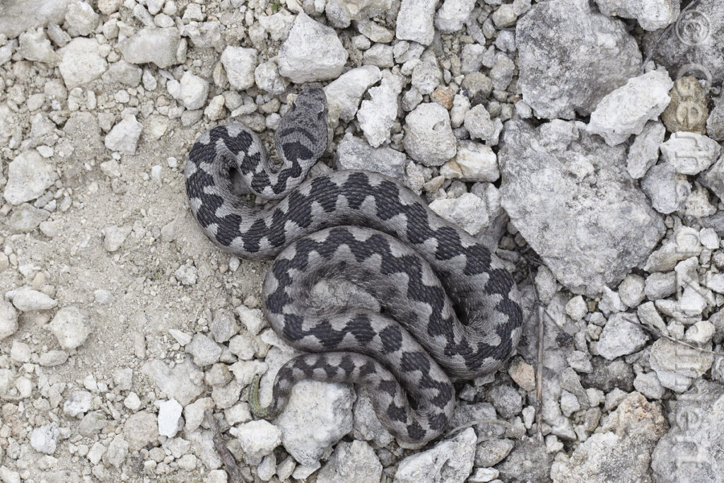 12_hornviper_web