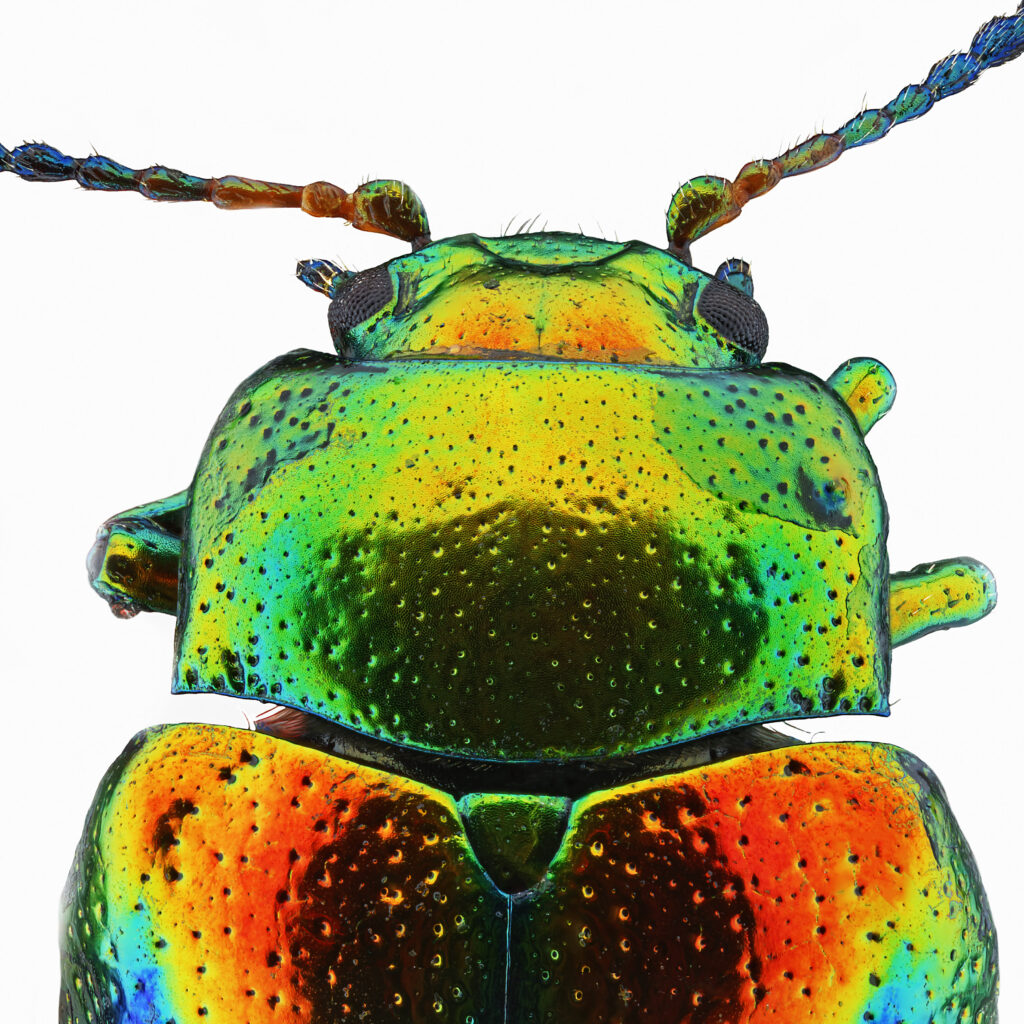 Chrysolina_fastuosa_Thorax_1