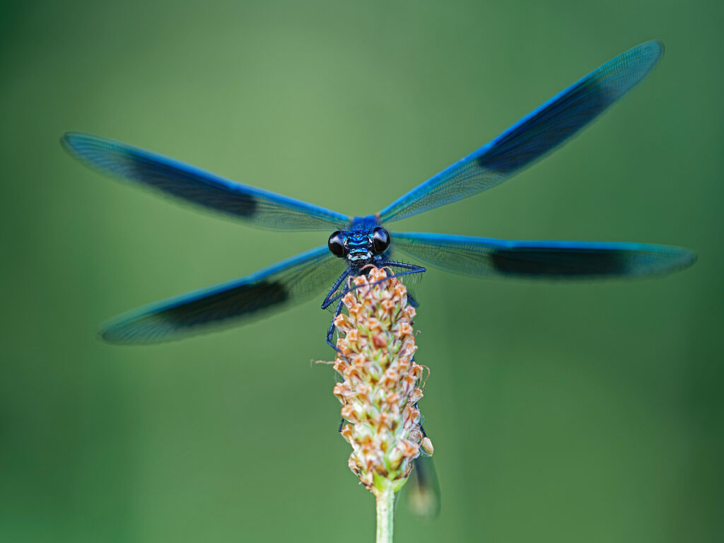 Gebaenderte_Prachtlibelle