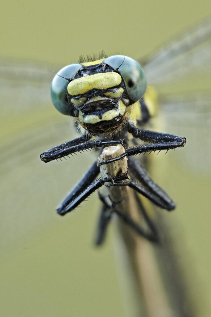 Libelle_Portrait_HF_w