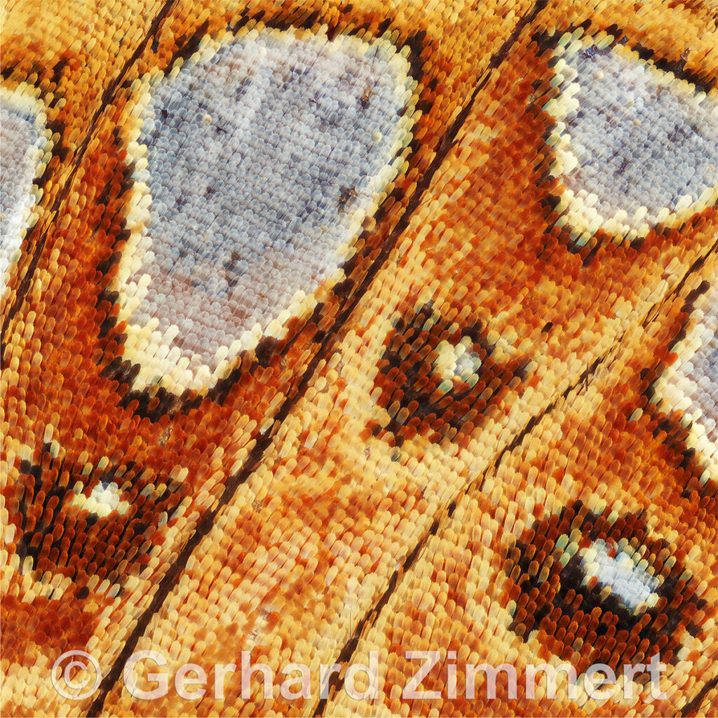 Perlmutterfalter_Web