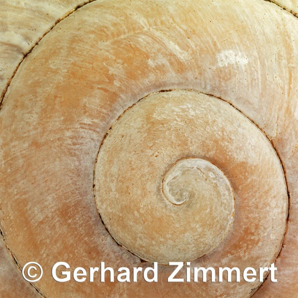 Weinbergschnecke_web