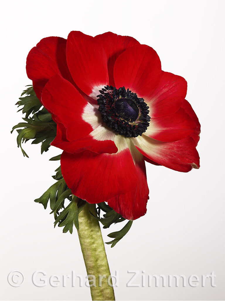 anemone