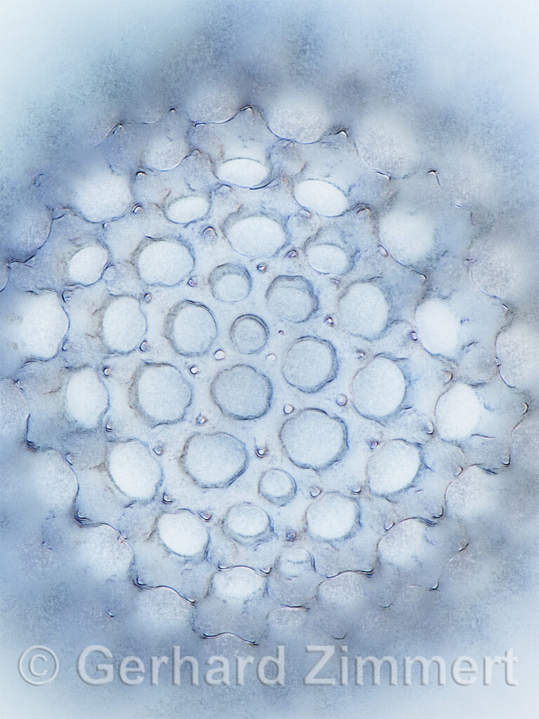 druppatractus_clelandiae