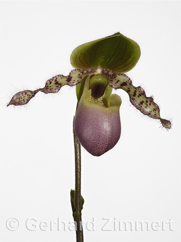 frauenschuh