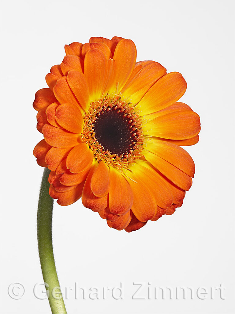 gerbera1