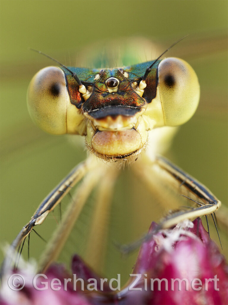kleine_binsenjungfer