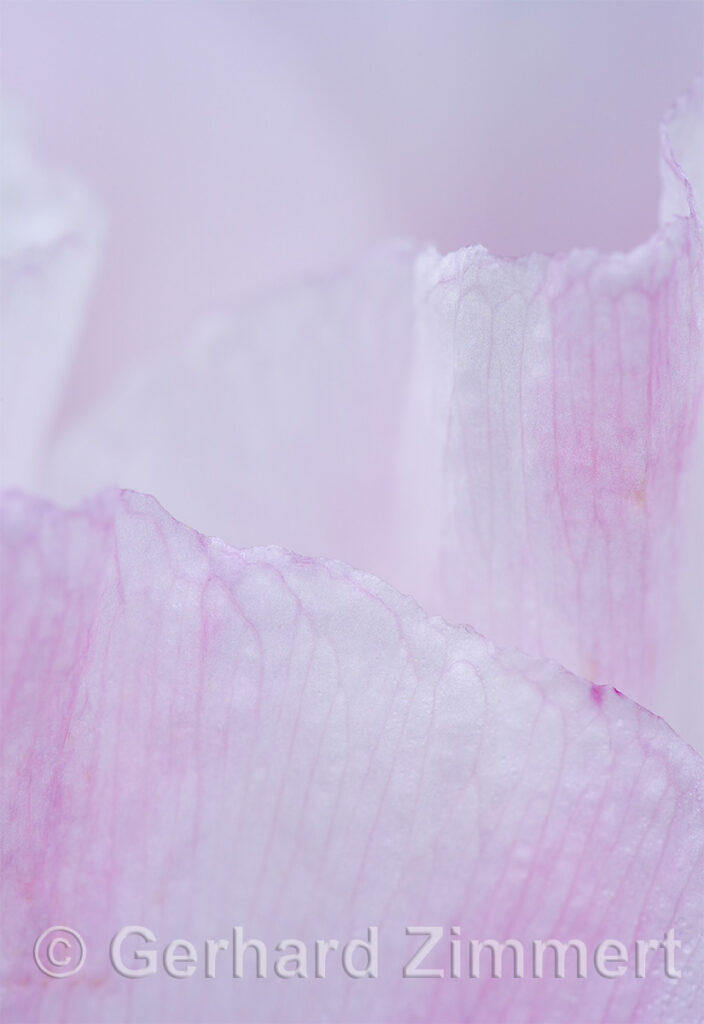 mohn