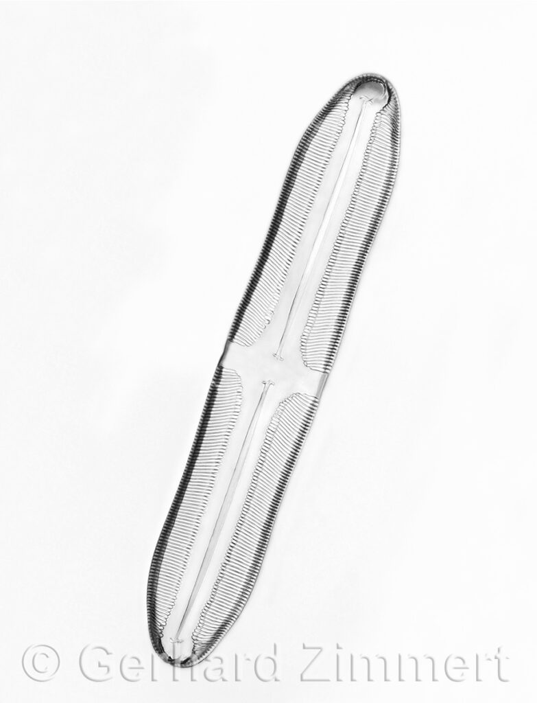pinnularia_viridis