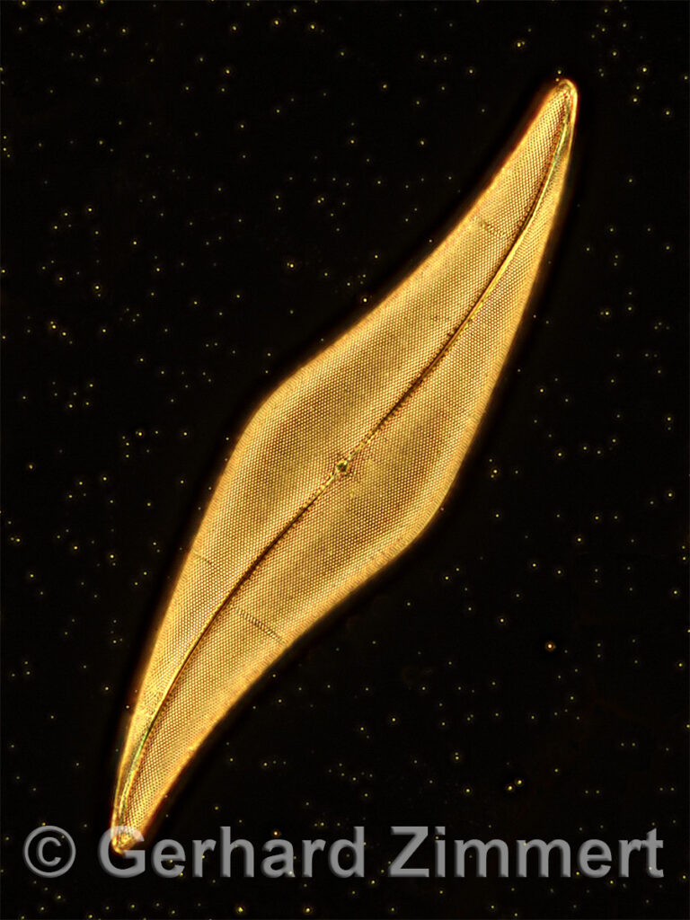 pleurosigma_angulatum