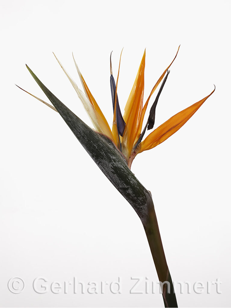 strelizzia