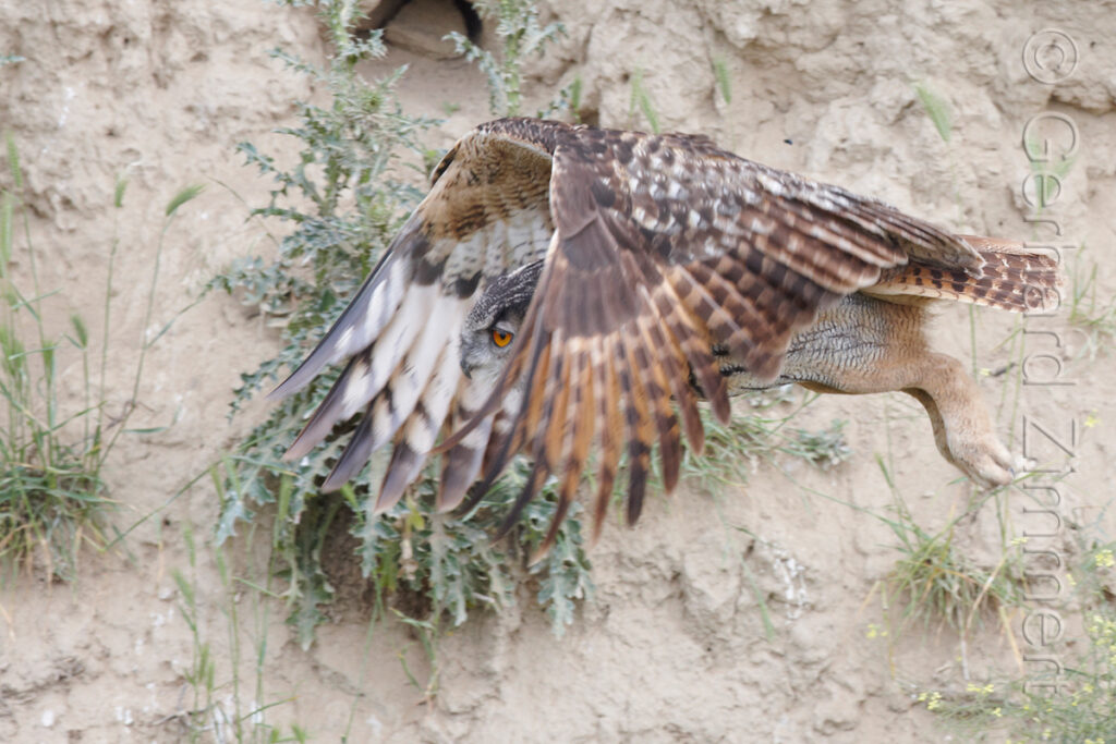 uhu_01_10004038_web