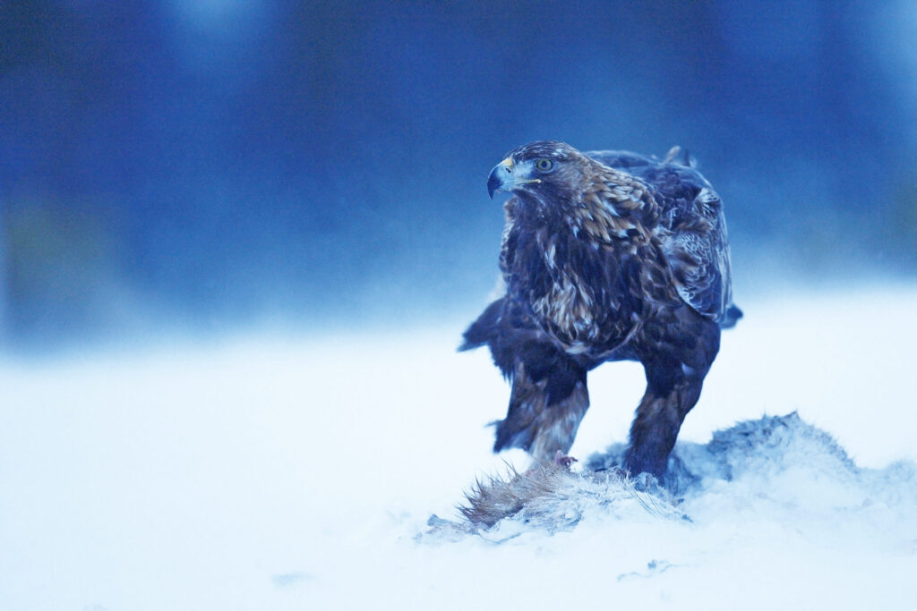 Steinadler