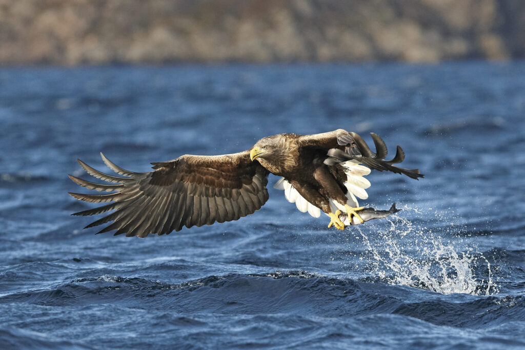Seeadler mit Fisch