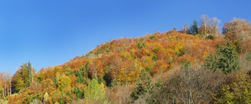 Herbstwald hinterm Haus