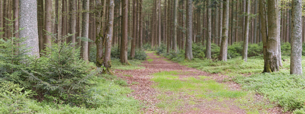 Wald Gutenbrunn