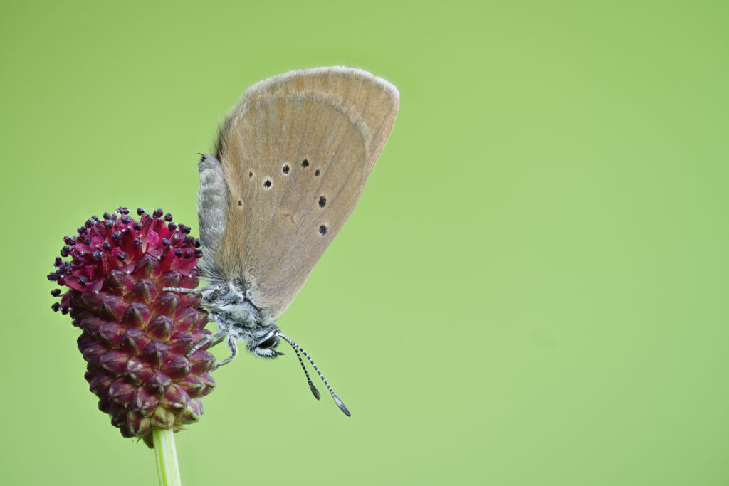Wiesenknopf Ameisenbläuling