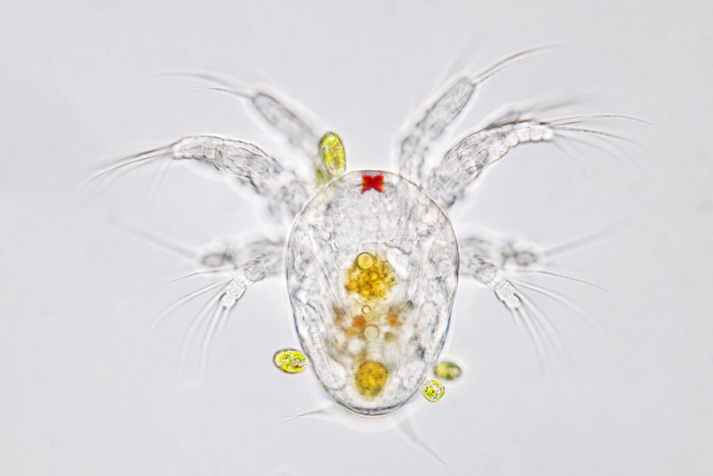 Naupliuslarve