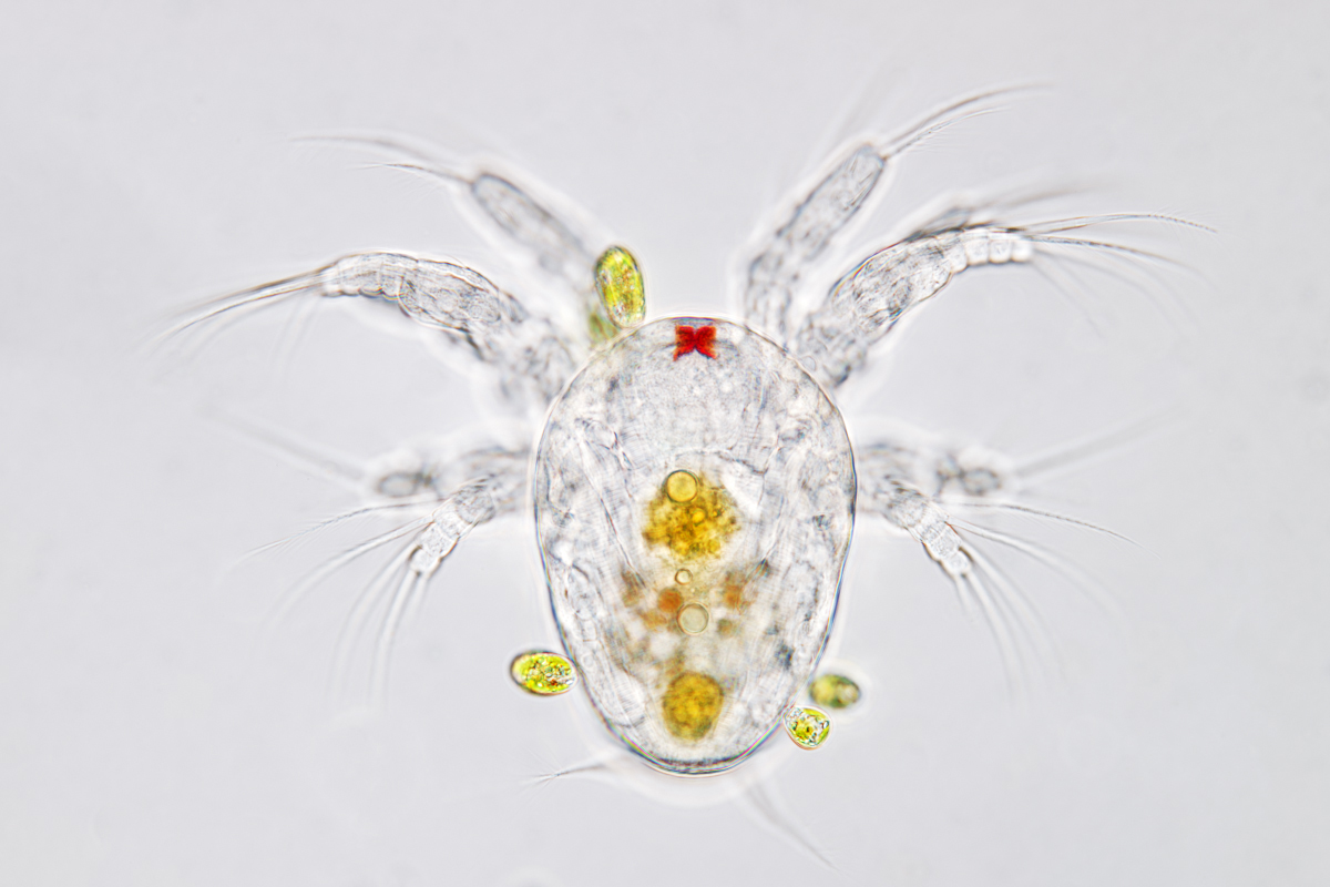 Naupliuslarve