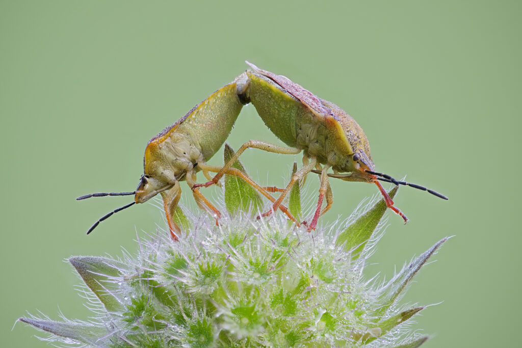 Wanzenpaarung