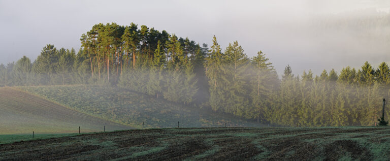 Wald Mühlviertel Panorama