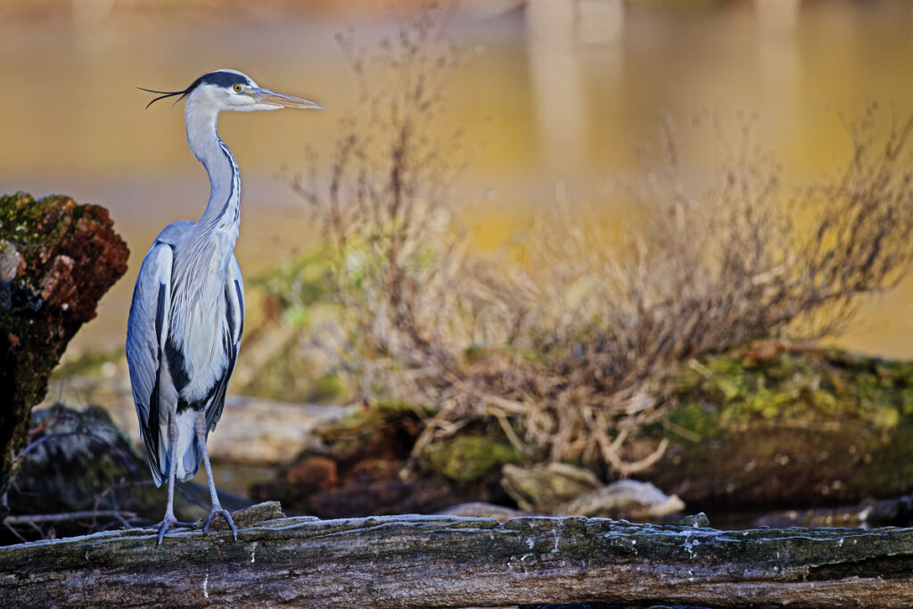 Graureiher_DSC0047_DxO 1200x800Pix
