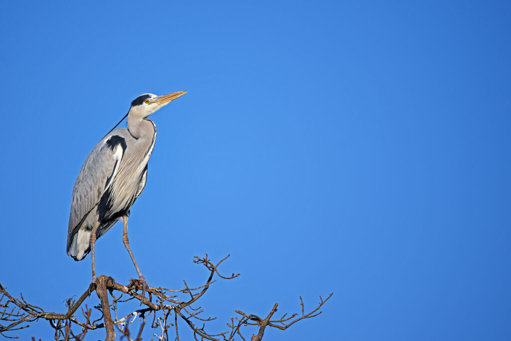 Graureiher_DSC0354_DxO 1200x800Pix