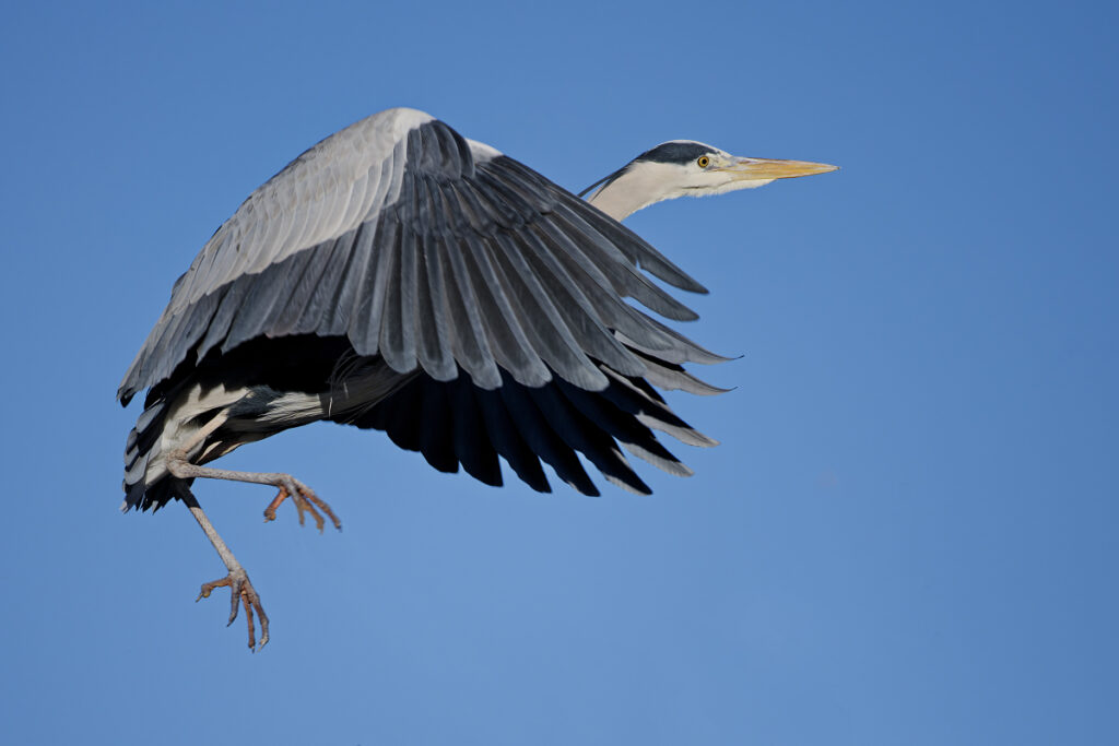 Graureiher_DSC1013_DxO 1200x800Pix