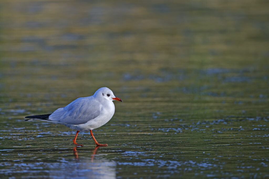 Lachmöwe Winterkleid_DSC0002_DxO 1200x800Pix