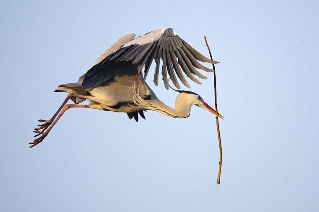 Graureiher Flug Ast_DSC8311_DxO WEB 1200x800 Pix