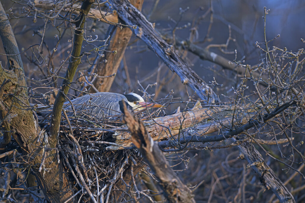 Graureiher a Nest_DSC7314_DxO WEB 1200x800 Pix