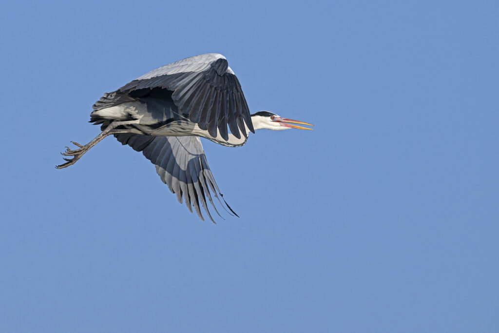 Graureiher i Flug_DSC9299_DxO WEB 1200x80 Pix
