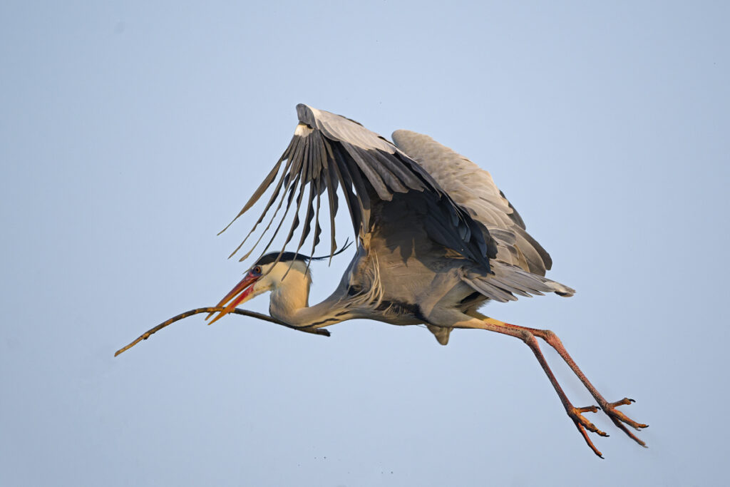 Graureiher Flug Ast_DSC8317_DxO WEB 1200x800 Pix