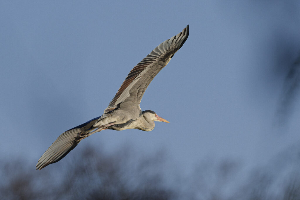 Reiher_DSC4917_DxOWEB1200x800Pix