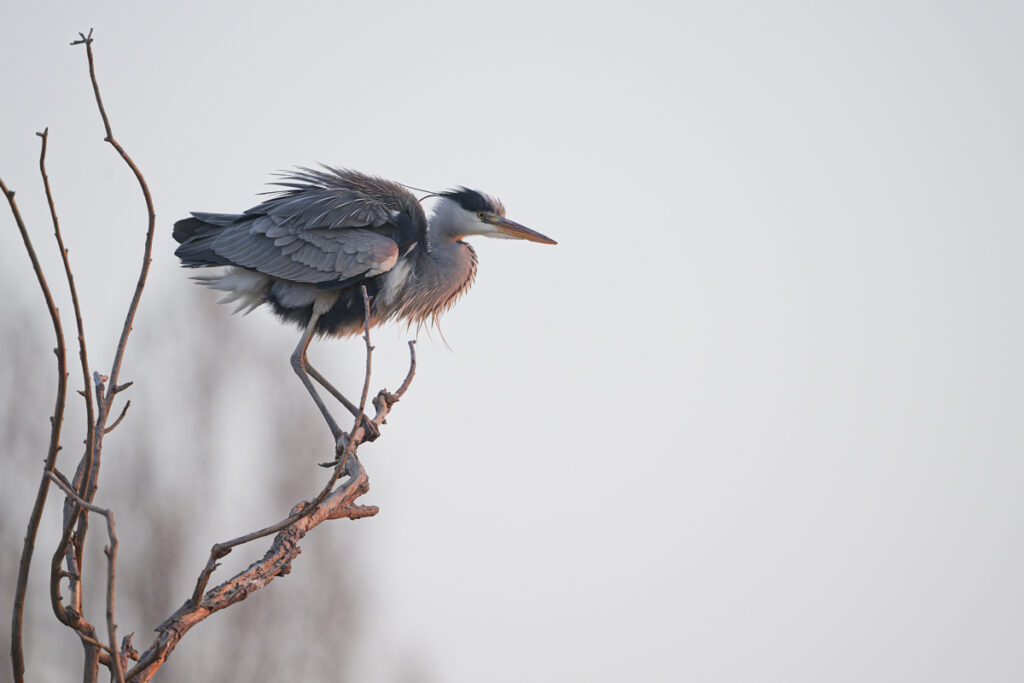 Graureiher (Ardea cinerea)