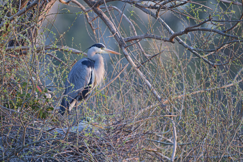 Reiher_DSC6188_DxO WEB 1200x800 Pix