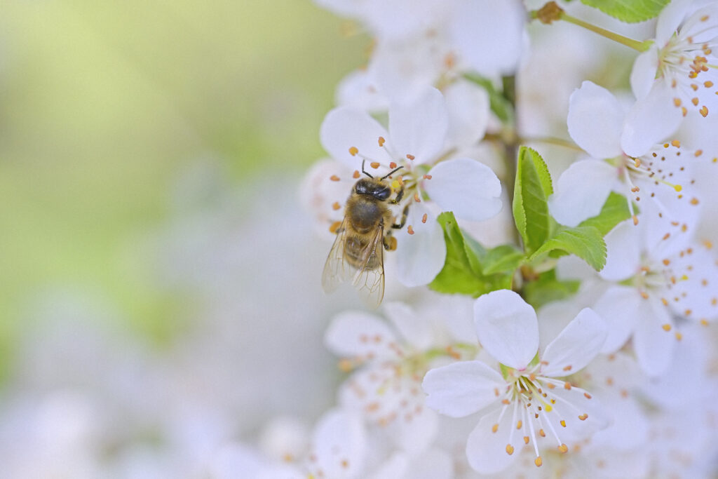 Biene_DSC0893_DxO_filtered WEB 1400 x 933 Pix