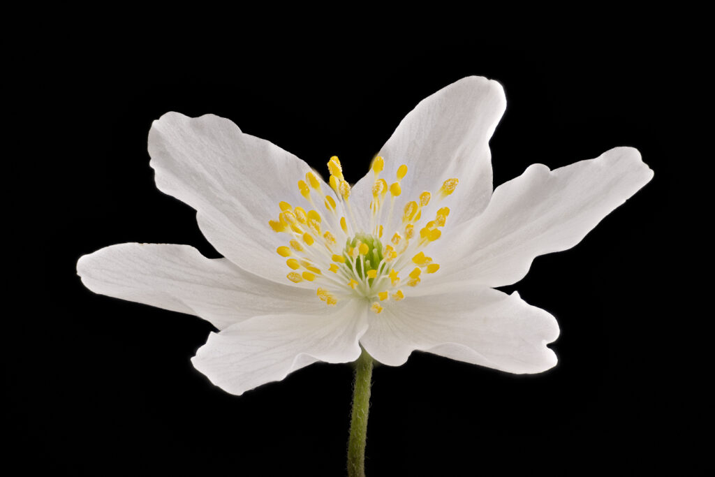 Buschwindröschen (Anemone nemorosa)