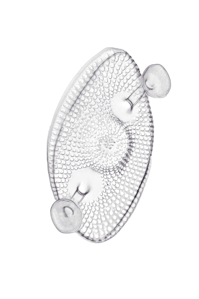 Kittonia elaborata