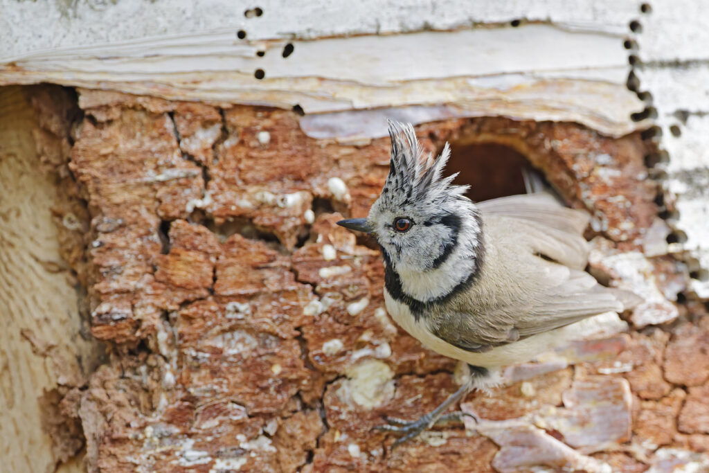 Haubenmeise (Lophophanes cristatus)