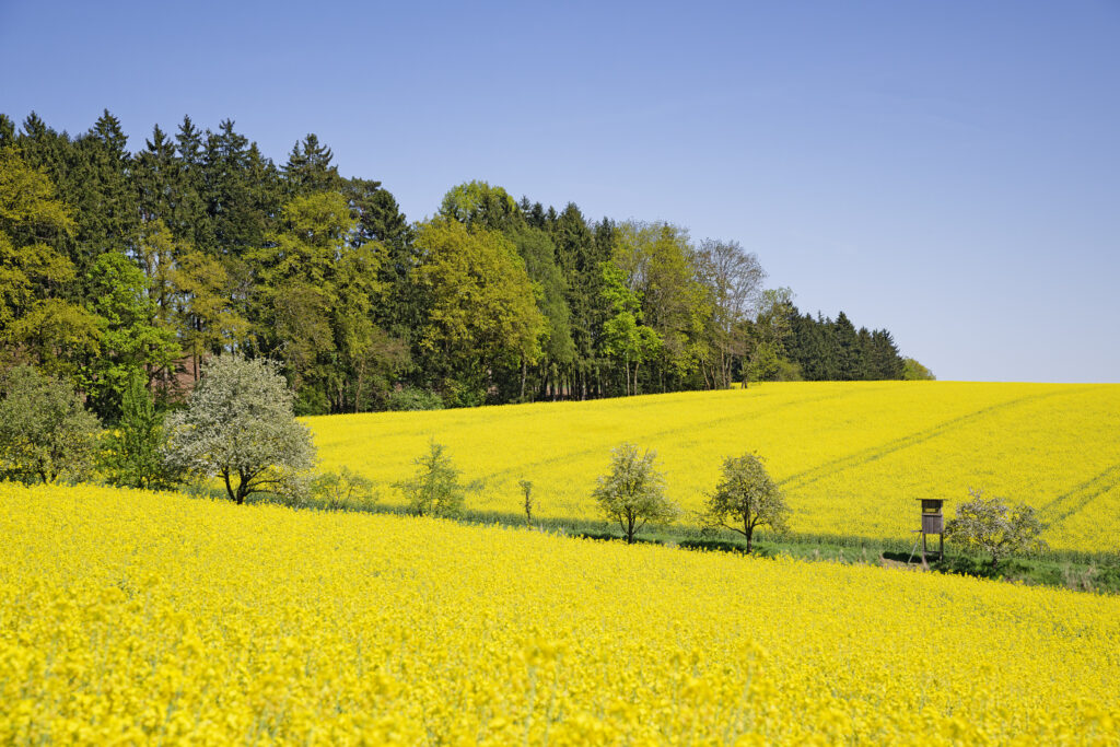 Rapsfeld_DSC3454_DxO_filtered WEB 1400 x 933 Pix