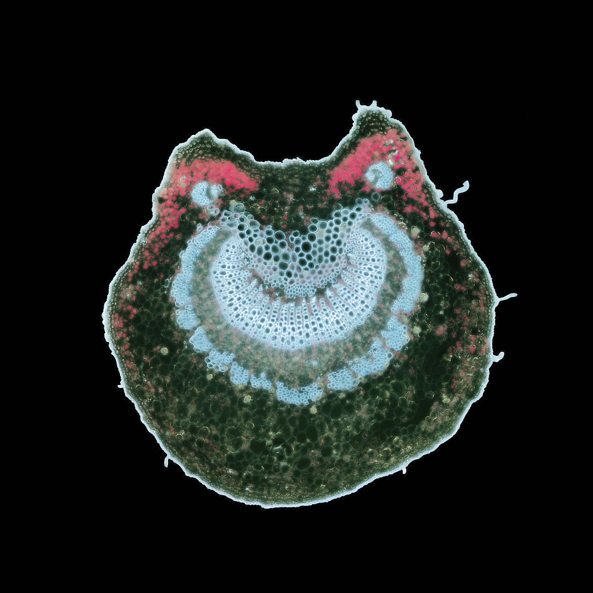 Apfelblattstiel Primärfluoreszenz WBV PANOStack A1-A2 UplanSAPO 10x PE-20 Stepsize-005 Z9 ISO-1600 Panorama Print Retusche-008_filtered final 1200x1200 Pix