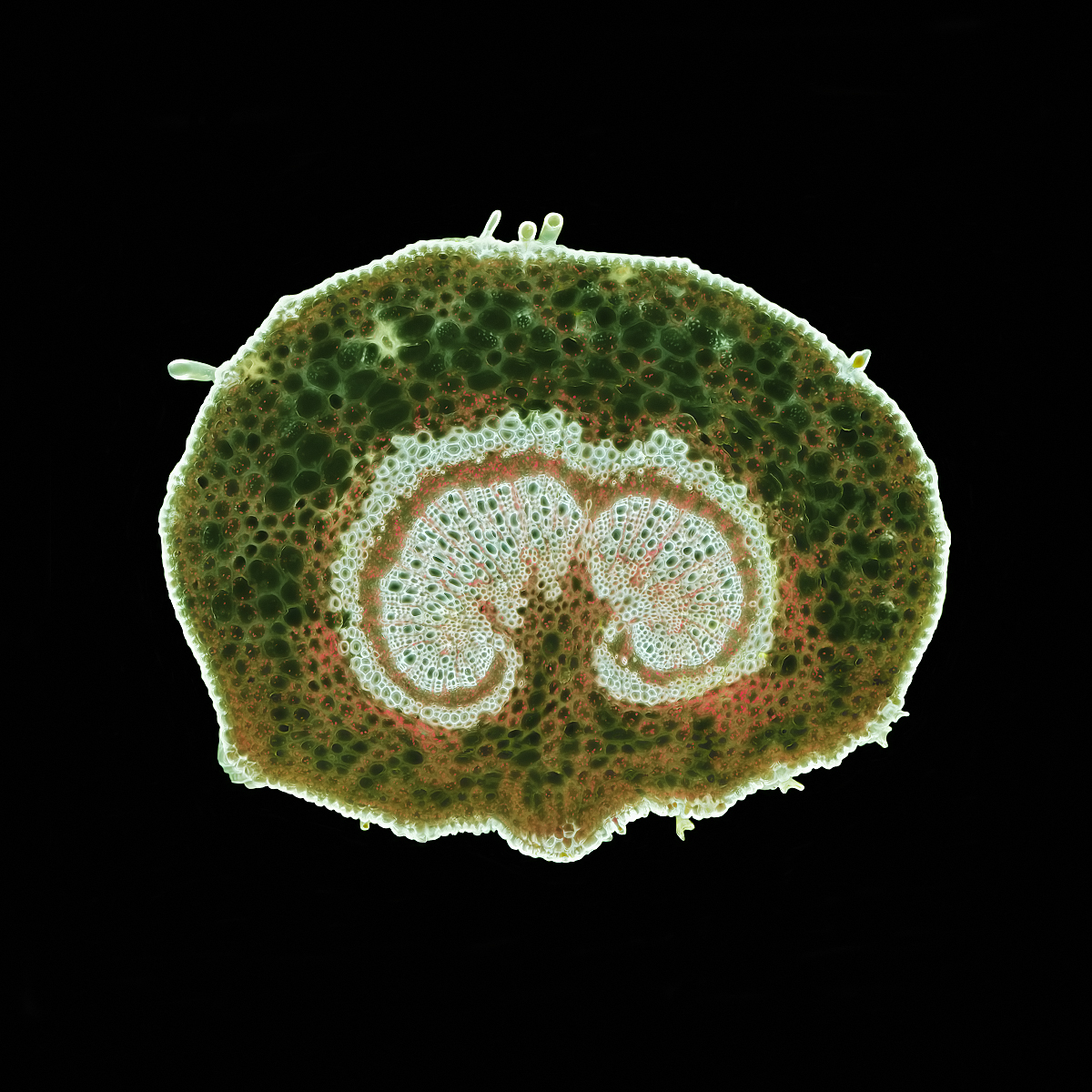 Buche (Fagus sylvatica) Blattstiel